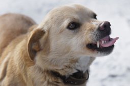 СК проверит сообщение о нападении бродячих собак на женщину в Советском районе Воронежа