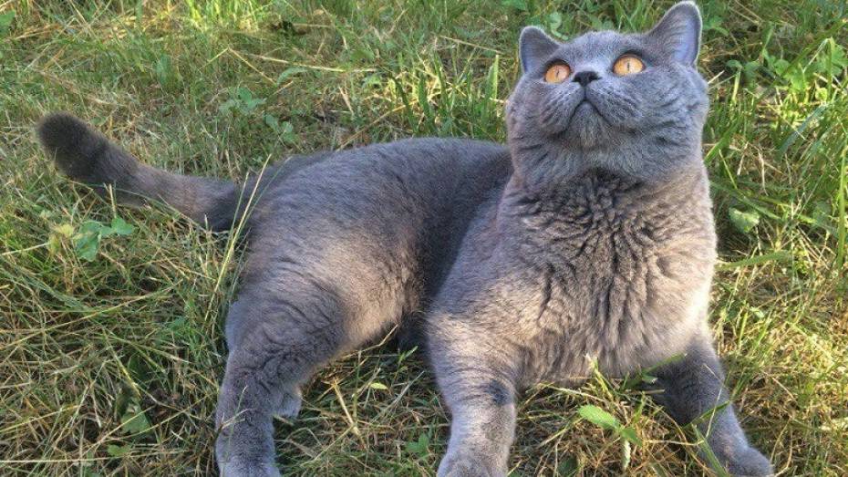 Воронежцы чаще всего покупали кошек шотландской породы в 2017 году