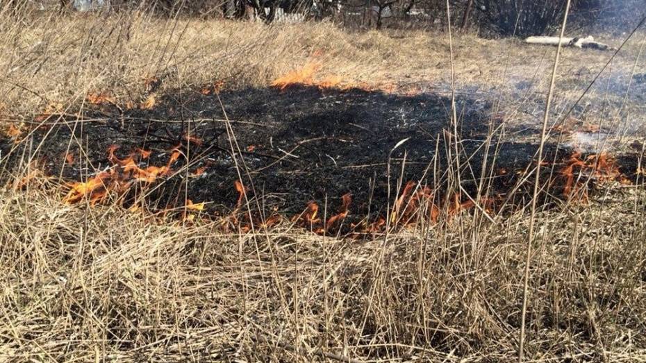 Под Воронежем огонь выжег 30 га сухой травы