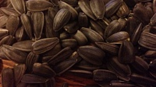 В Воронежской области задержали два КамАЗа с семенами подсолнечника неизвестного происхождения