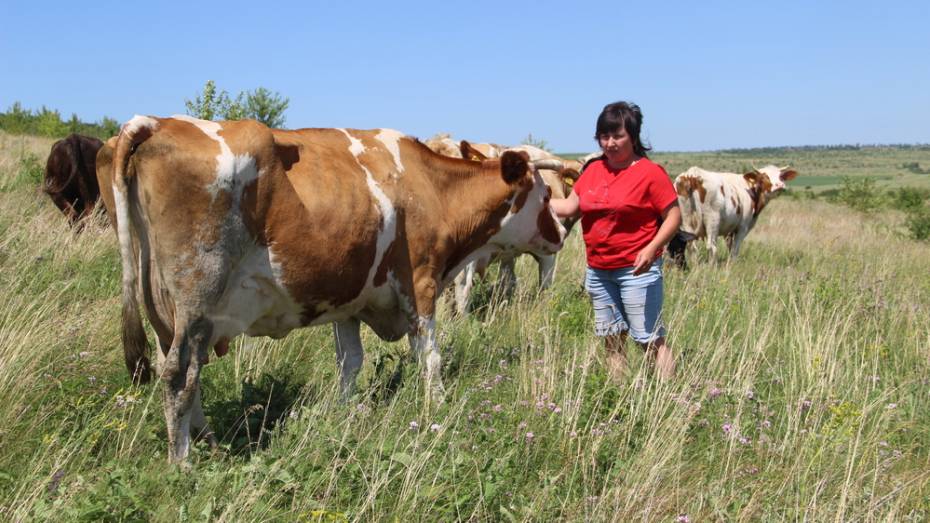 В Подгоренском районе появятся 2 новые молочные фермы