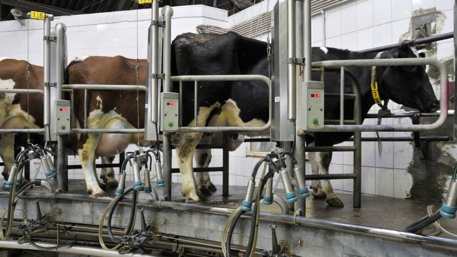 Воронежские производители молока получат 195 млн рублей из федбюджета