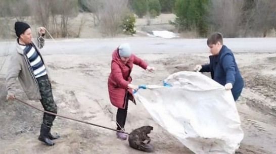 Жители петропавловского села Березняги спасли бобра