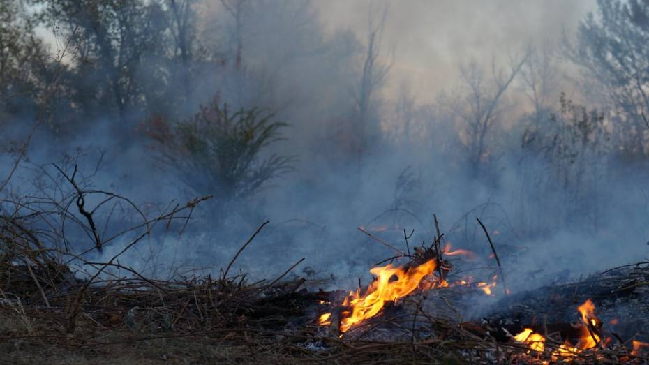 В Верхнемамонском районе ландшафтный пожар уничтожил около 15 га травы и кустарников