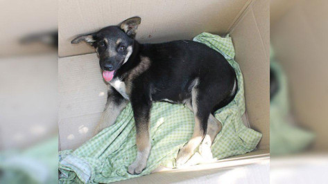 В Воронеже расстреляли бродячих щенков