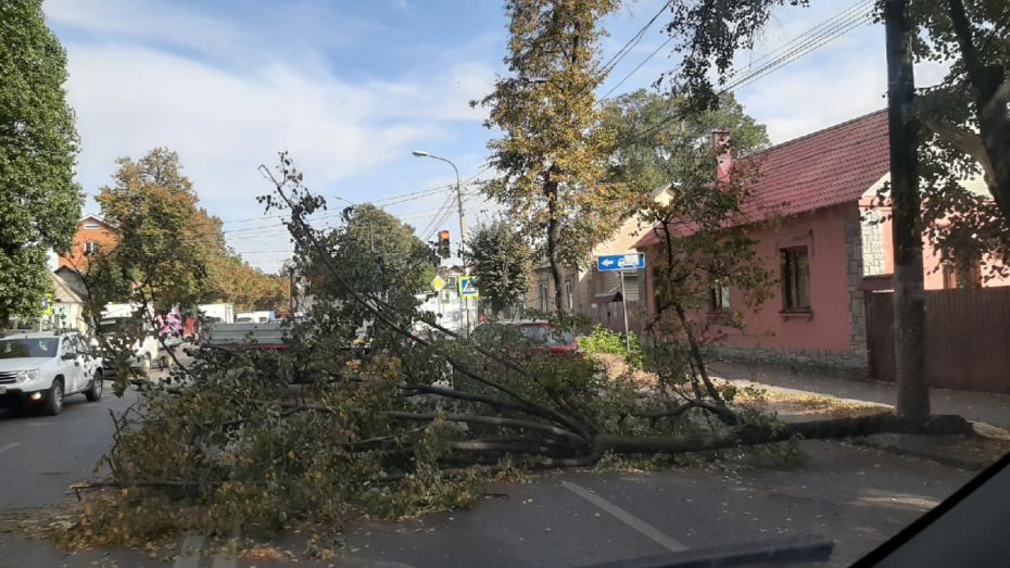 Порывистый ветер повалил деревья на машины в Воронеже
