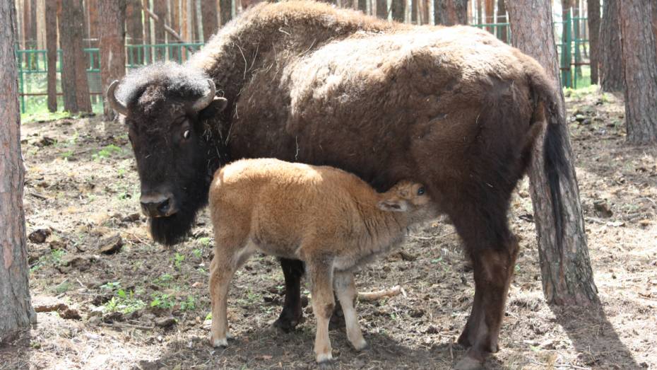 Пара бизонов из Воронежского зоопитомника в четвертый раз стала родителями