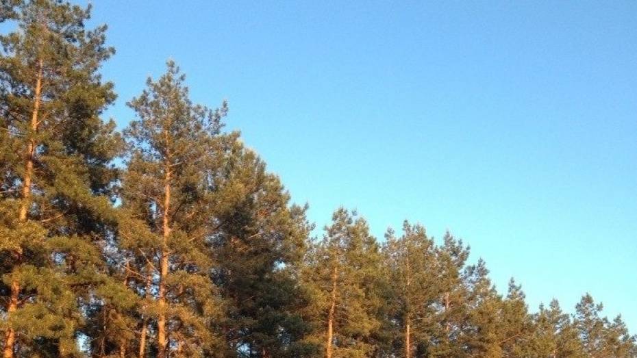 В Воронежской области плантация краснокнижной сосны достигла 5-летнего возраста