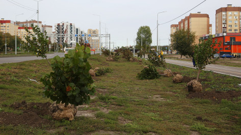 Реконструкцию Острогожской улицы в Воронеже завершат посадкой 473 деревьев