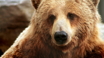 Следователи начали проверку после нападения медведя на пенсионера под Воронежем