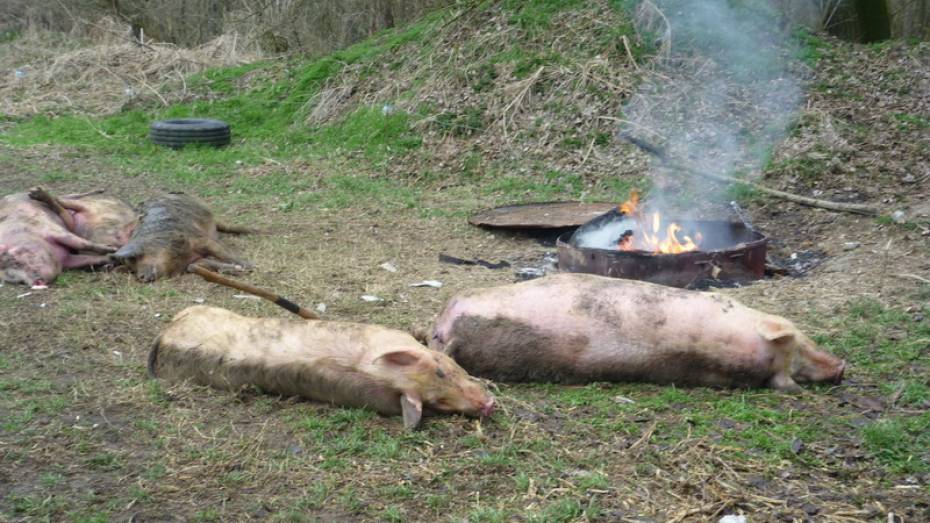 Россельхознадзор: Африканскую чуму свиней могли занести в Богучарский район из Ростовской области