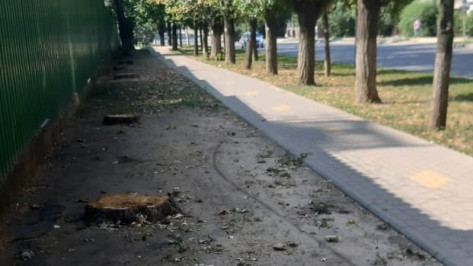 Воронежцев обеспокоили вырубленные у Пивзавода деревья