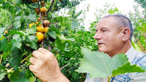 «Творческий процесс». Житель Воронежской области выводит новые сорта плодовых деревьев