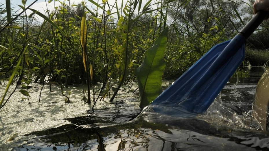 В Анне 30-летнего байдарочника на берегу Битюга укусила змея