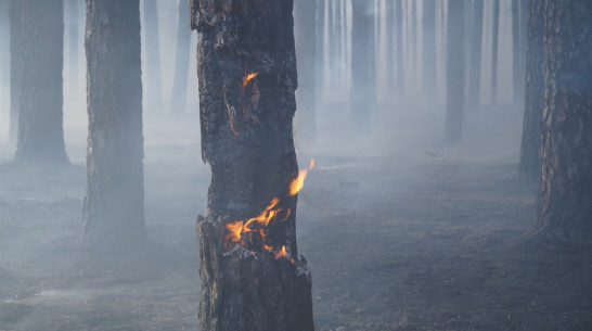В лесу под Борисоглебском загорелась сухая трава