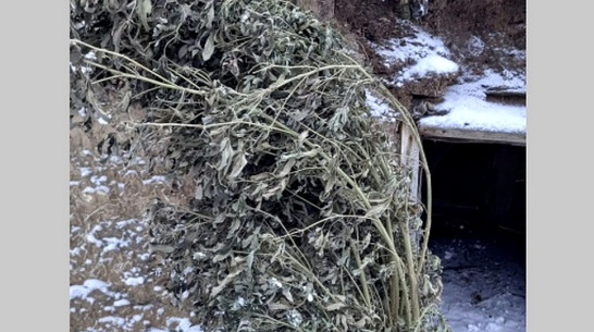 У жителя панинского села изъяли почти 1 кг растительного наркотика