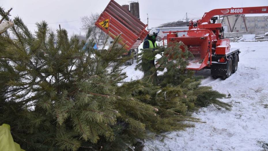 Воронежцев попросили не выбрасывать елки в мусорные контейнеры