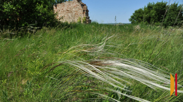 В Воронежской области создадут новый природный заказник