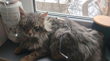 В Воронежской области нашли кота Босю, сбежавшего от хозяина на станции в Россоши