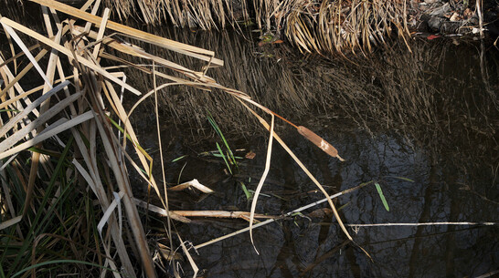В воронежском райцентре в реку сбросили неочищенные сточные воды