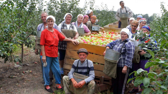 Зампред облправительства предложил воронежцам помочь фермерам с уборкой урожая