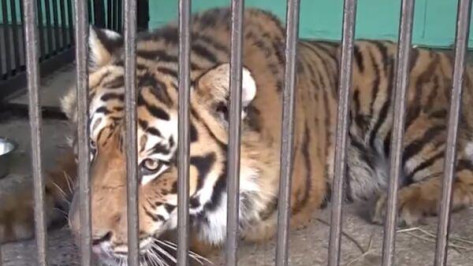 Пойманный в Воронеже тигр Шерхан лишился краснокнижной защиты