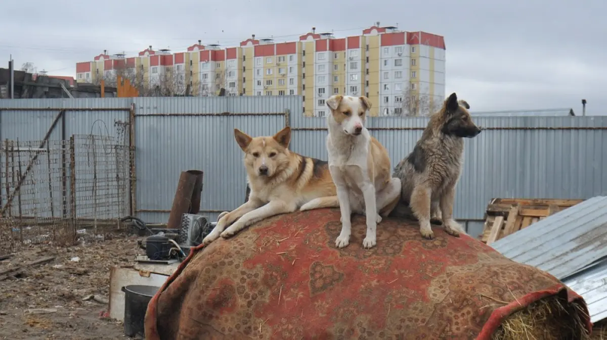 Приют воронеж. Собачьи приюты в Воронеже.