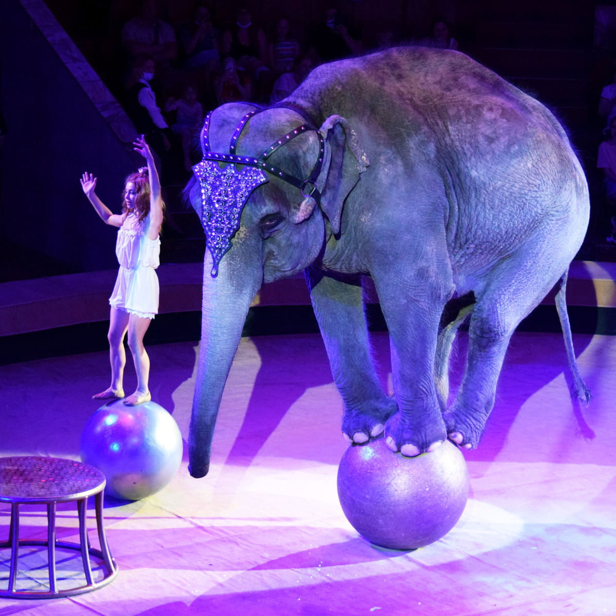 Цирк со слонами