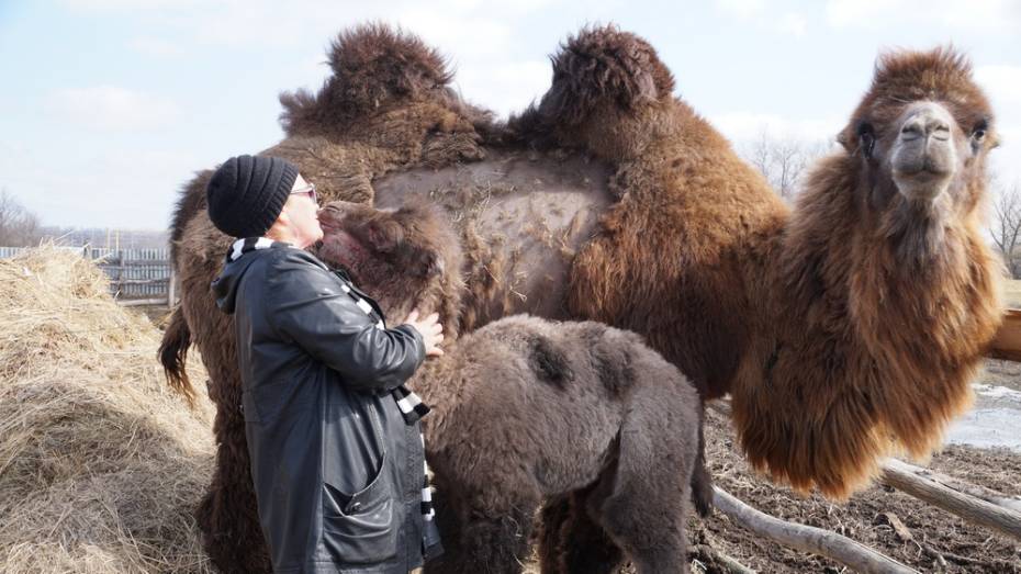 В Богучарском районе в частном хозяйстве родился верблюжонок