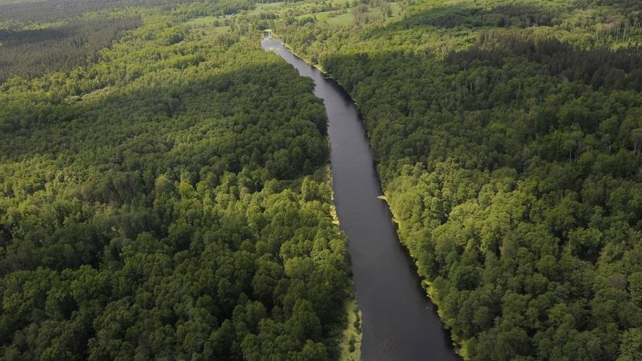 В Воронежской области оценят состояние 2,4 тыс га лесов