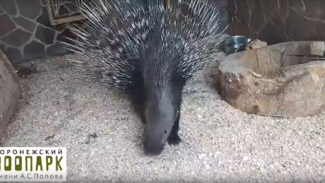Воронежский зоопарк показал подаренного дикобраза на видео