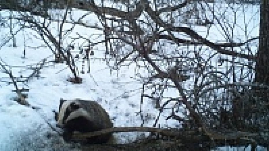 В Хоперском заповеднике барсуки залегли в спячку только с наступлением морозов