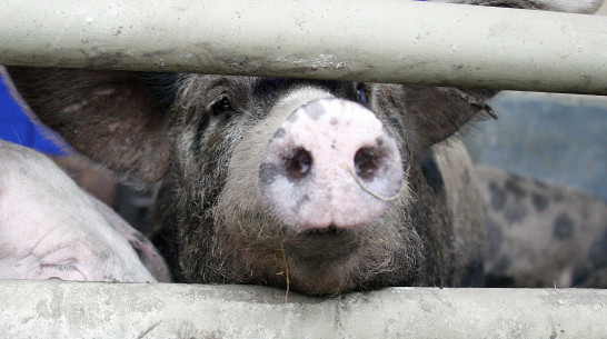 Воронежская область произвела 7% всей свинины в России