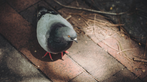 В Воронеже у парка «Дельфин» массово гибнут голуби