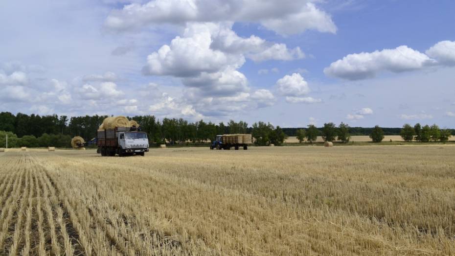 В Грибановском районе начали уборку зерновых