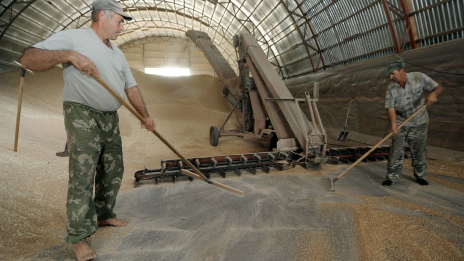 Воронежская область экспортировала сельхозпродукции на 497 млн долларов за год