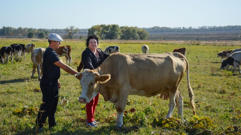 В Острогожском районе хозяева личных подворий сменили свиней на коров