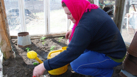 Огородники из Кантемировского района делают теплицы из старых окон 