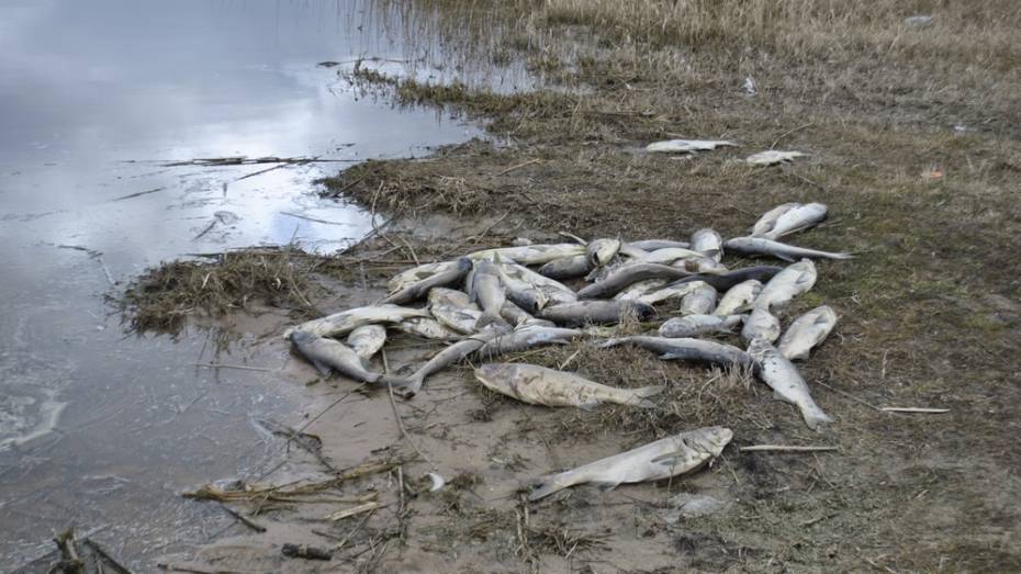 В озере Стрелка в Воронежской области массово погибла рыба