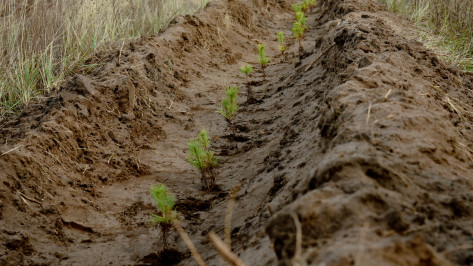 На Кожевенном кордоне под Воронежем высадили 15 тыс сеянцев сосны