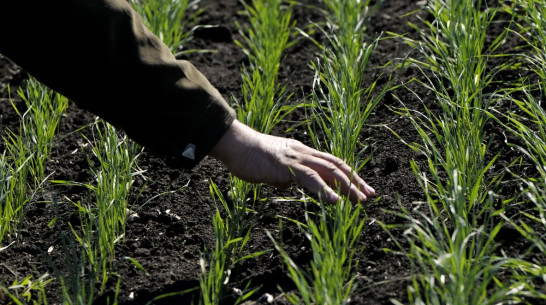 Воронежские аграрии получат более 2 млрд рублей на поддержку растениеводства 