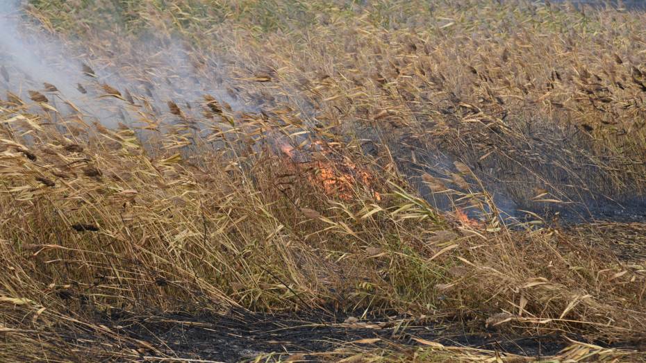 В Воронежской области число районов с высоким уровнем пожарной опасности выросло до 11