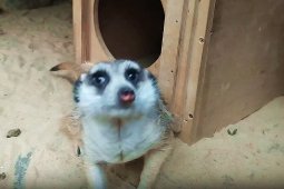 Воронежский зоопарк показал видео переезда пары сурикатов в новый дом