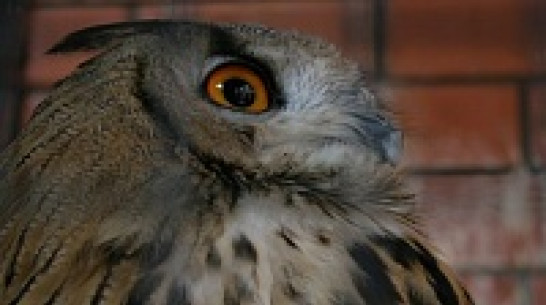 В Воронежском зоопарке филин снес яйцо на Пасху