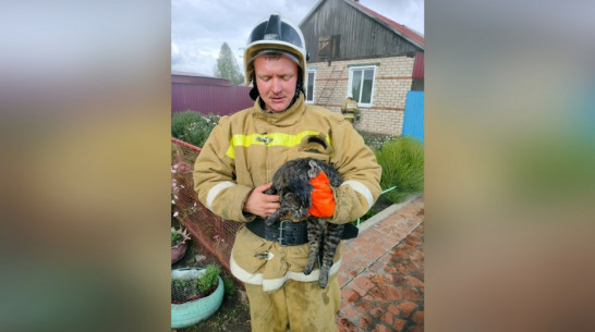 В терновском селе Новотроицкое пожарные отстояли горящий дом и спасли кота Василия