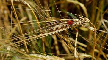 В Воронежской области готовы увеличить валовой сбор зерна