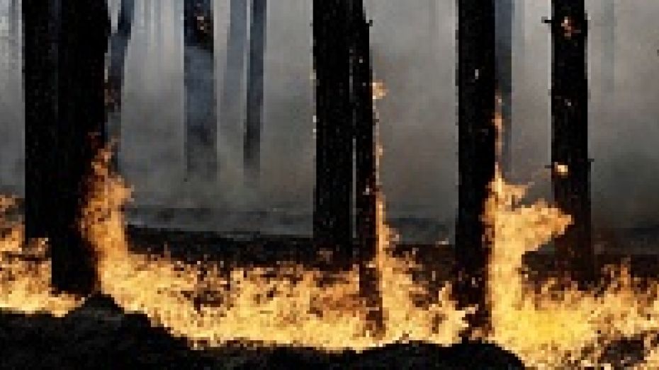 В Хохольском районе из-за поджога едва не выгорел участок, засаженный молодыми соснами