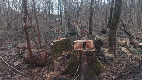 Вырубка в воронежской Нагорной дубраве оказалась плановой, нарушений не выявлено