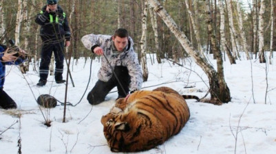 Побег тигра в Воронеже