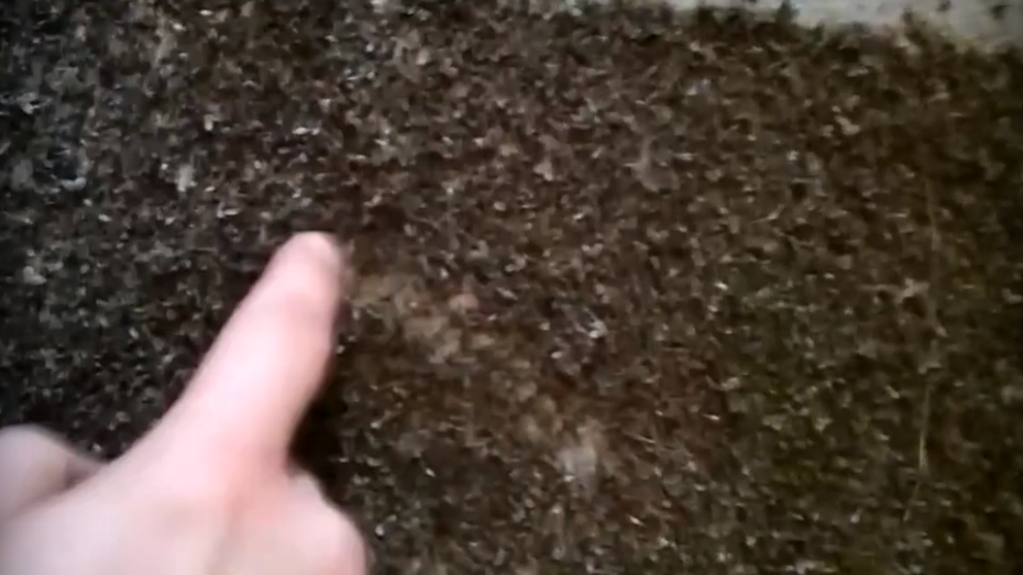 Очевидцы: рой мух заполнил подвал воронежского дома с протекающей канализацией